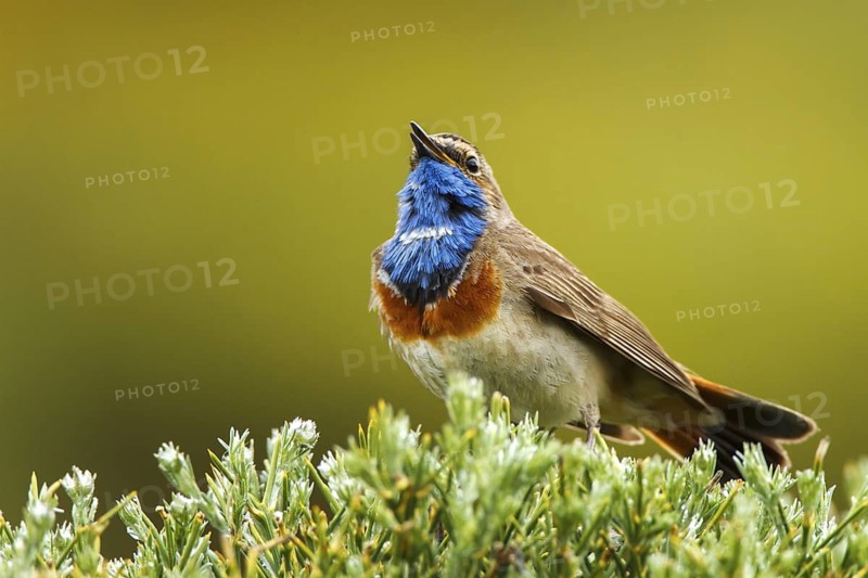 Bluethroat (Luscinia svecica cyanecula) male singing, Avila, Spain