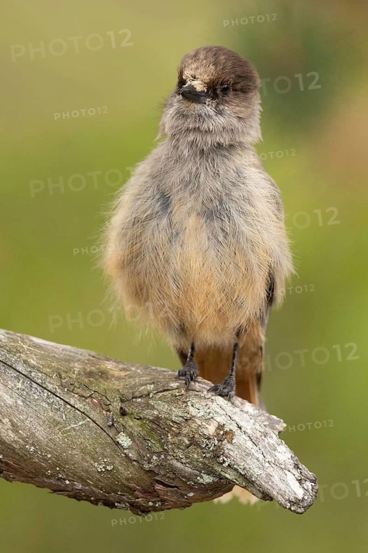 Siberian Jay (Perisoreus infaustus) perched on a branch, Dalarna, Sweden