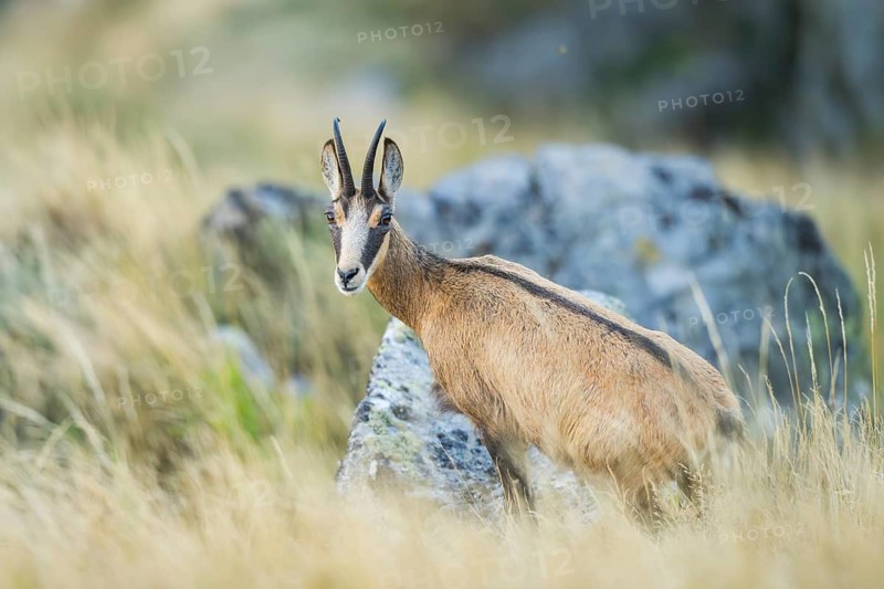 Chamois (Rupicapra rupicapra) on a rock in the Vosges Mountains, wildlife, France