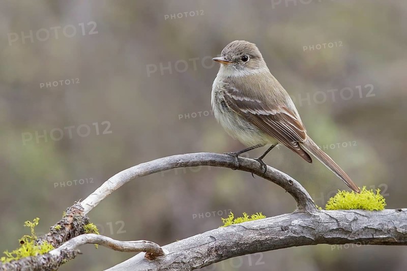 Gray Flycatcher (Empidonax wrightii) perched on a branch in central Washington State, USA