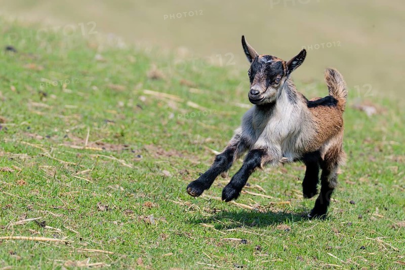 A young pygmy goat (Capra hircus) runs across a green meadow on a sunny day. Austria