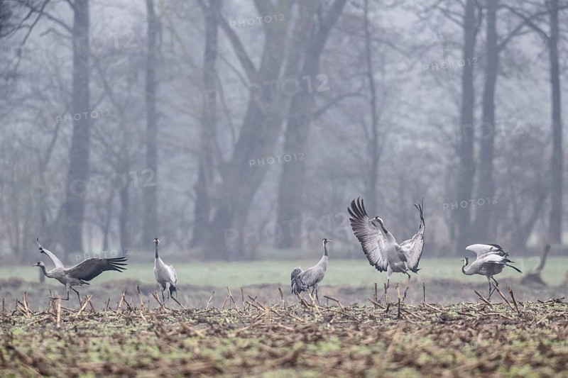 Cranes (Grus grus), Fischerhuder Wümmeniederung, Lower Saxony, Germany