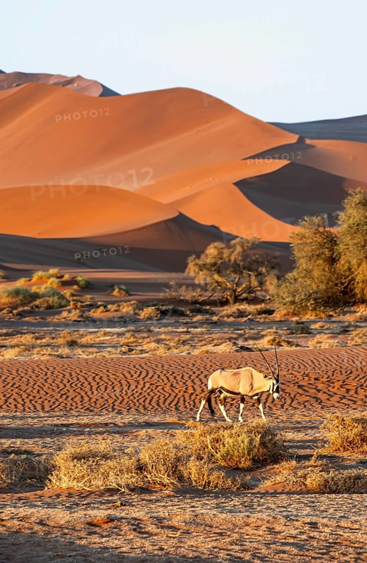 Oryx gazella, oryx antelope walking in front of the red sand dunes of the Namib Desert, Sossusvlei region, Namib-Naukluft Park, Namibia
