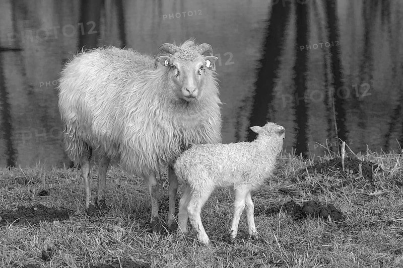 Sheep (Ovis gmelini aries), horned moor cuckoo with its lamb by the water, black and white, Othenstorf, Mecklenburg-Western Pomerania, Germany