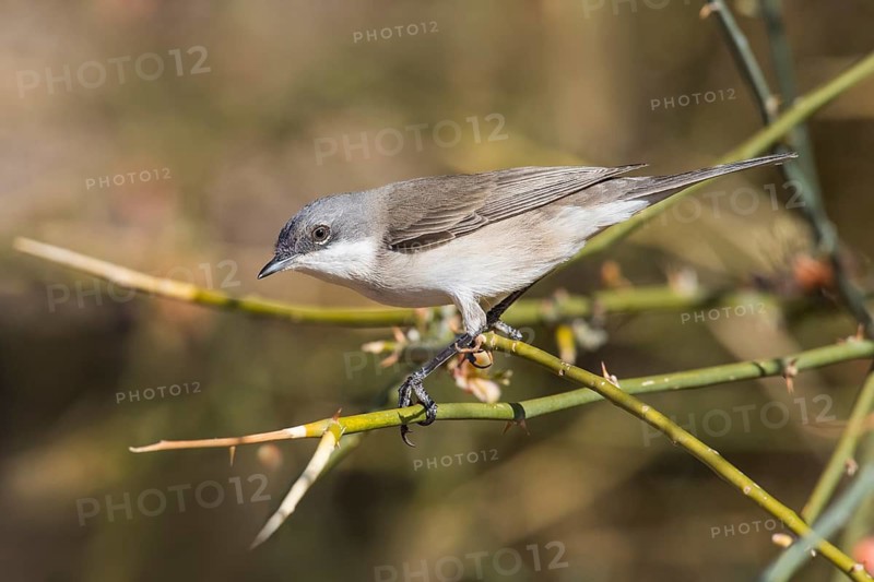 Lesser Whitethroat (Sylvia curruca) perched on a twig, Eilat, Israel