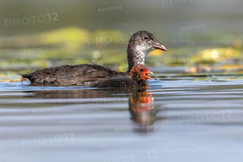 Eurasian Coot (Fulica atra) young bird from first brood leading young bird from second brood, Mecklenburg-Western Pomerania, Germany
