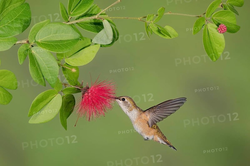 Rufous Hummingbird (Selasphorus rufus) flying while feeding at flower nectar, Texas, USA