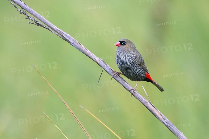 Beautiful Firetail (Stagonopleura bella) perched on a branch, Victoria, Australia