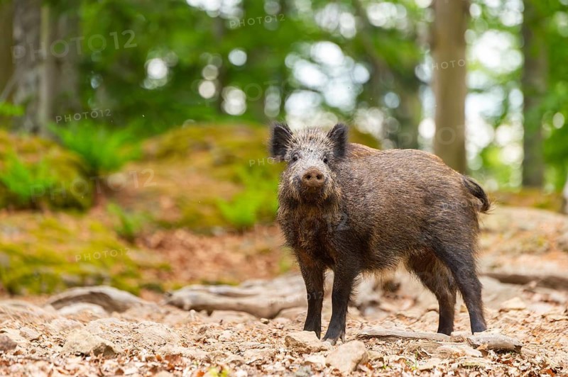 Wild boar (Sus scrofa) standing in a forest, Bavaria, Germany