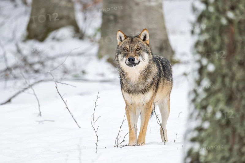 European gray wolf (Canis lupus lupus) standing in a forest in winter, snow, Bavaria, Germany