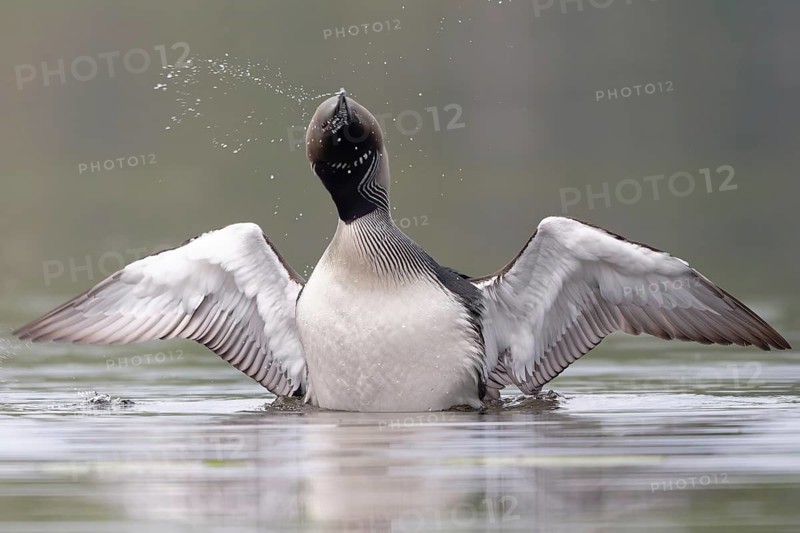 Black-throated Loon (Gavia arctica), Dalarna, Sweden