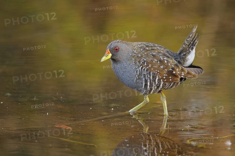 Australian Crake (Porzana fluminea), Western Australia, Australia