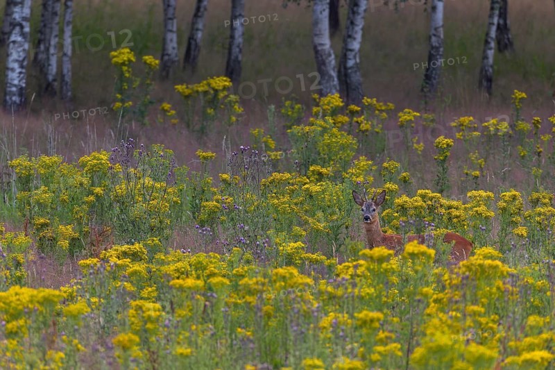 In addition to this roebuck (Capreolus capreolus), two doe and at least two fawns share this meadow as a feeding area, dangerous, flower meadow, summer coat, July, Germany
