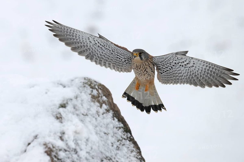 Kestrel (Falco tinnunculus) in the snow, Bitburg, Rhineland-Palatinate, Germany