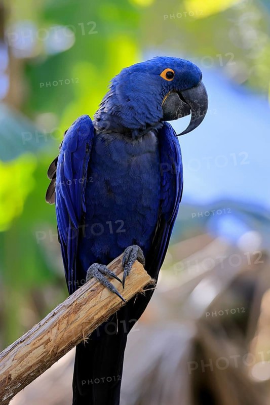 Hyacinth Macaw (Anodorhynchus hyacinthinus), adult on wait, Pantanal, Brazil, South America
