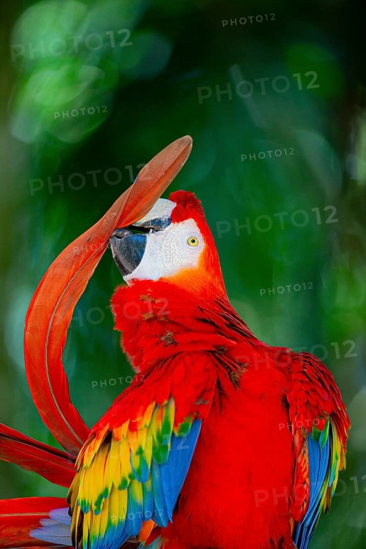 Scarlet Macaw (Ara Macao) Pantanal Brazil