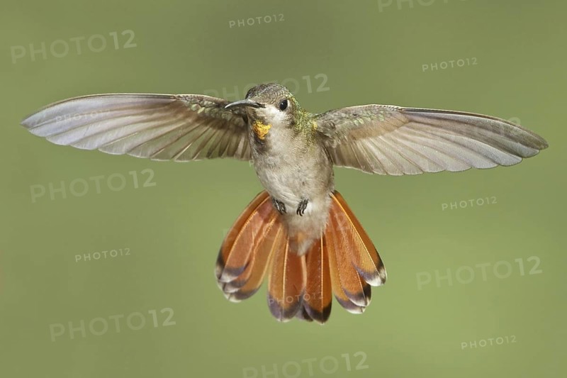 Ruby-topaz Hummingbird (Chrysolampis mosquitus), Trinidad and Tobago