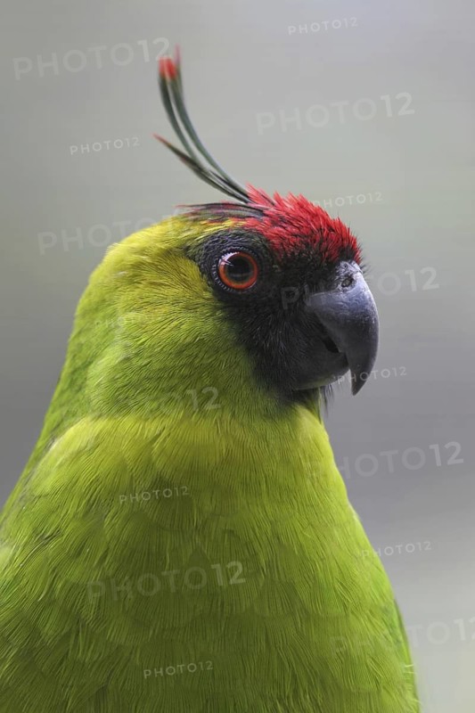 Ouvea Parakeet (Eunymphicus uvaeensis), Australia
