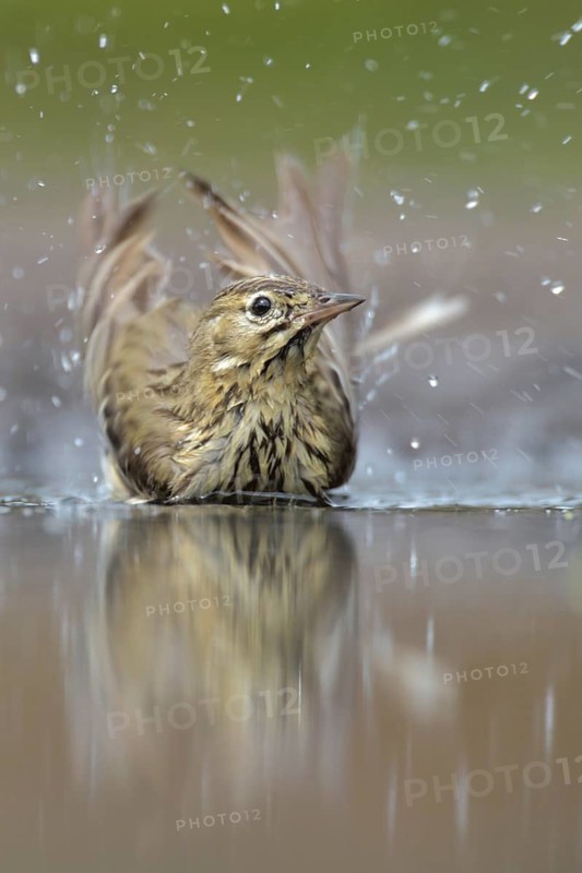 Tree Pipit (Anthus trivialis) bathing, Netherlands