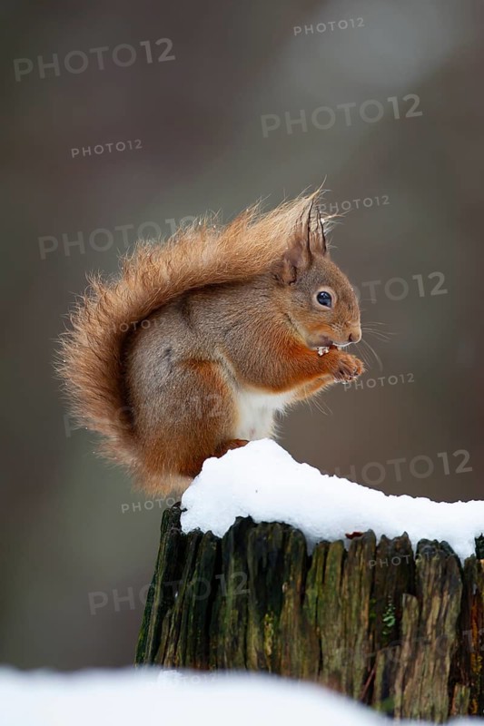Red squirrel (Sciurus vulgaris) adult animal feeding on a nut on a tree stump covered in snow in winter, Scotland, United Kingdom