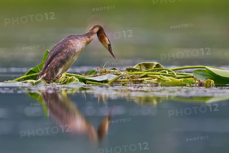 Great Crested Grebe (Podiceps cristatus) on nest, Bavaria, Germany