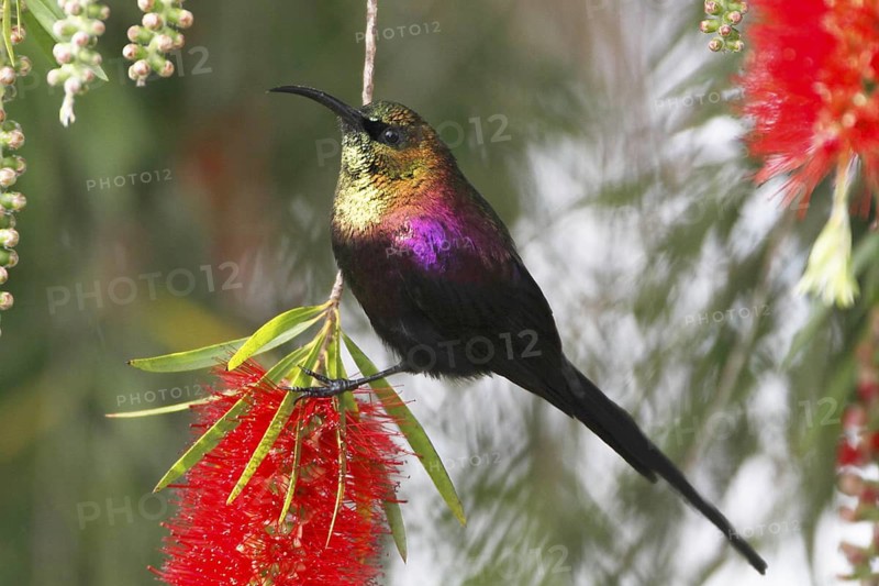 Tacazze Sunbird, Nectarinia tacazze