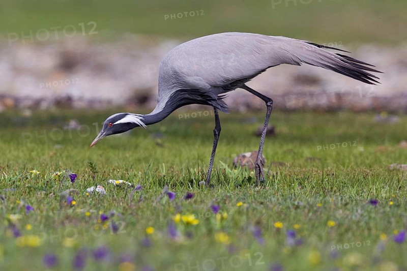 Whooping crane (Grus virgo) adult bird running across a colourful and flowering meadow in search of food, Lake Khuvsgul, Little Lake Baikal, Mongolia