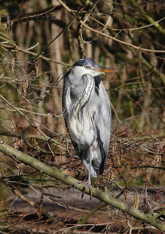 Grey heron (Ardea cinerea) standing on one leg on a branch, North Rhine-Westphalia, Germany