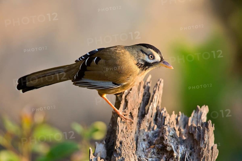 Moustached Laughingthrush (Garrulax cineraceus), Yunnan, China