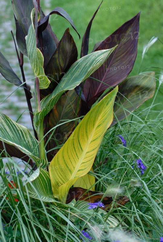 Canna indica hybrid
