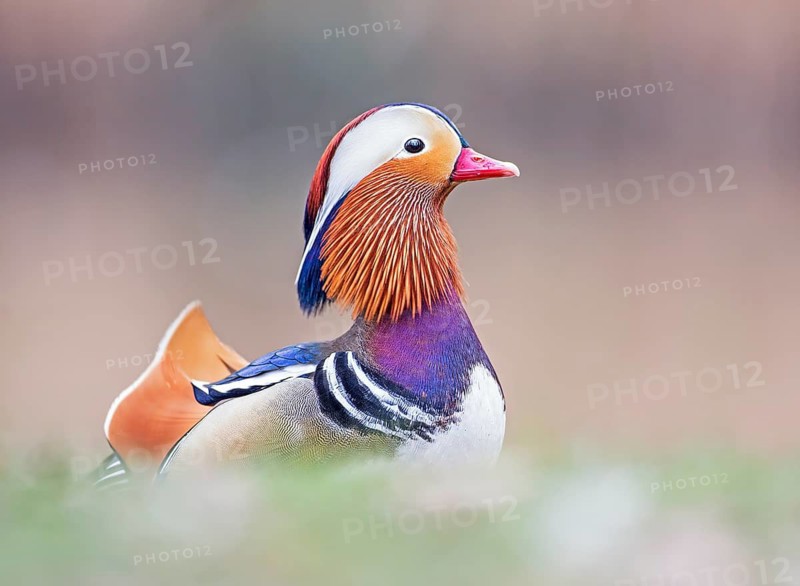 Mandarin Duck (Aix galericulata) male, Saxony-Anhalt, Germany
