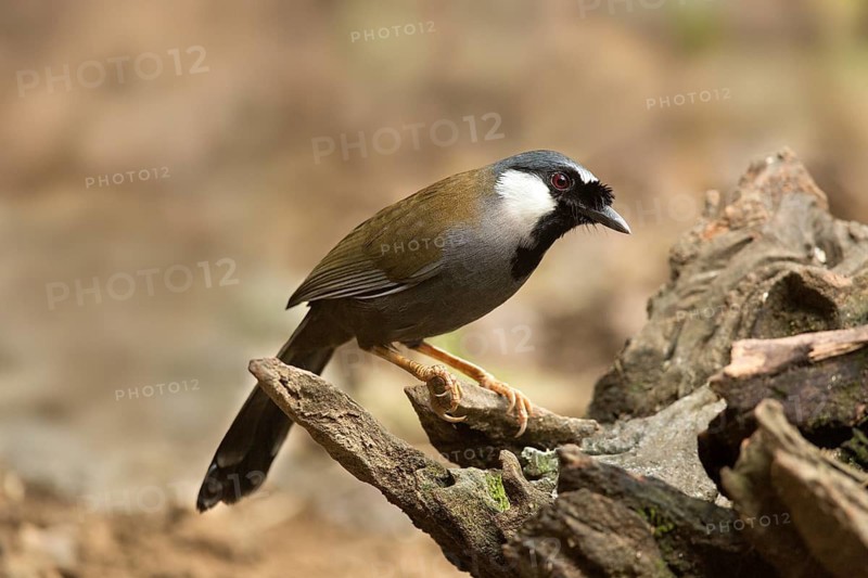 Black-throated Laughingthrush (Garrulax chinensis), Yunnan, China