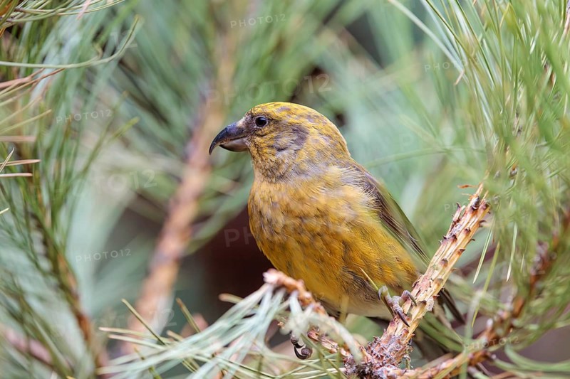 A male red crossbill or common crossbill (Loxia curvirostra) sits in a tree. Bavaria, Germany