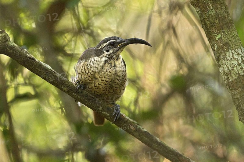 Paradise Riflebird (Ptiloris paradiseus) female, Queensland, Australia
