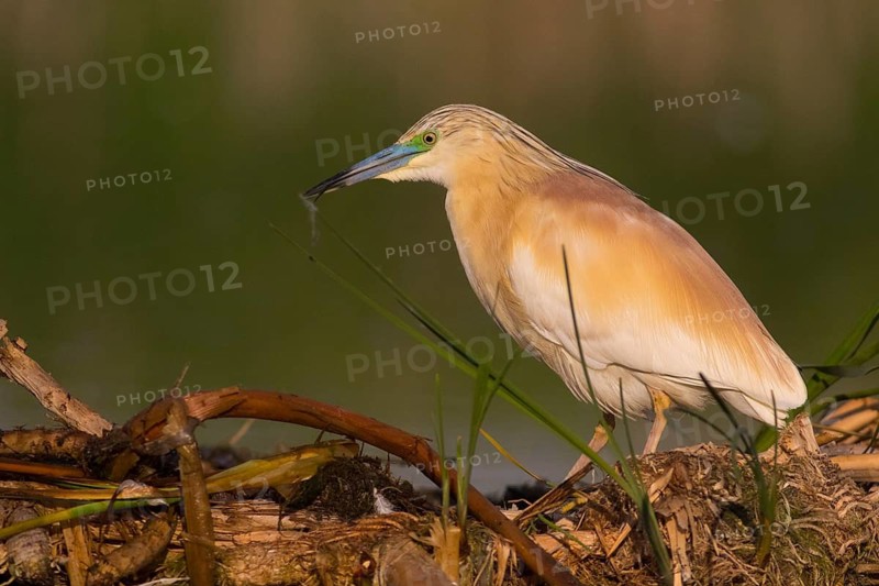 Squacco Heron (Ardeola ralloides), Subotica, Serbia