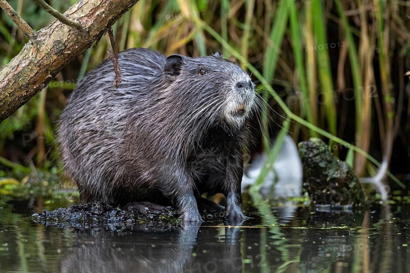 Nutria (Myocastor coypus) in a body of water, Osnabrück, Lower Saxony, Germany