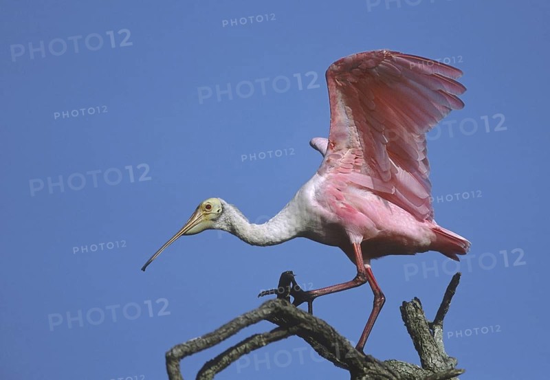 Roseate Spoonbill (Platalea ajaja), Florida, USA