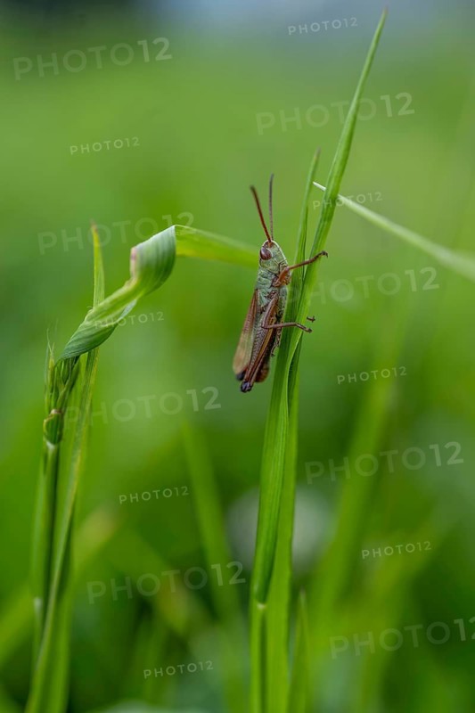 Great green bush cricket (locusta), grasshopper, on a blade of grass in a meadow, Tyrol, Austria