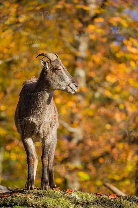 A female Himalayan tahr (Hemitragus jemlahicus) stands on a rock. In the background is a dense autumn forest