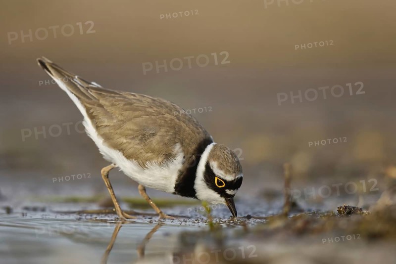 Little Ringed Plover (Charadrius dubius) female foraging, North Rhine-Westphalia, Germany