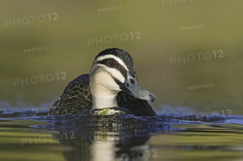 Pacific Black Duck (Anas superciliosa), Victoria, Australia