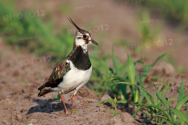 Northern Lapwing (Vanellus vanellus) female on a field, North Rhine-Westphalia, Germany