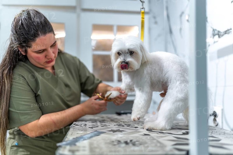 Professional groomer trims white maltese paw fur on a patterned grooming table in a bright pet salon, providing careful, clean paw care and pampering during routine grooming session