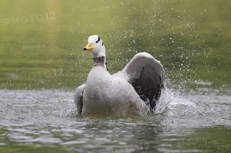 Bar-headed Goose (Anser indicus) bathing, Bavaria, Germany