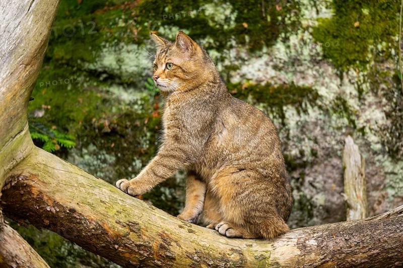 European wildcat (Felis silvestris silvestris) sitting in a forest, Bavaria, Germany