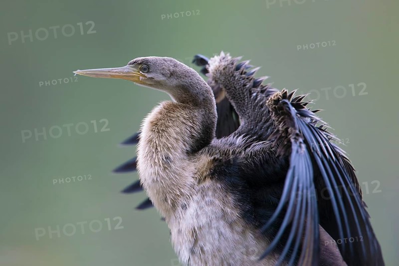 Australasian Darter (Anhinga novaehollandiae) Weibchen, Victoria, Australia