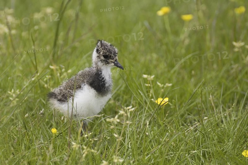 Northern Lapwing (Vanellus vanellus) juvenile, Texel, Netherlands