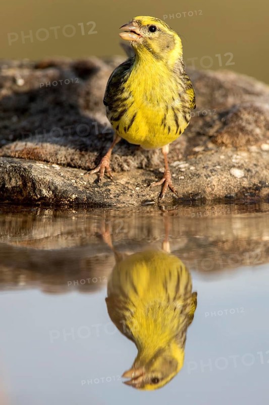 European Serin (Serinus serinus) male, Castile and Leon, Spain