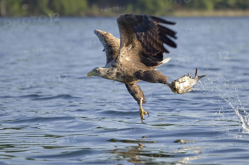 White-tailed Eagle (Haliaeetus albicilla) flying, Mecklenburg-Western Pomerania, Germany