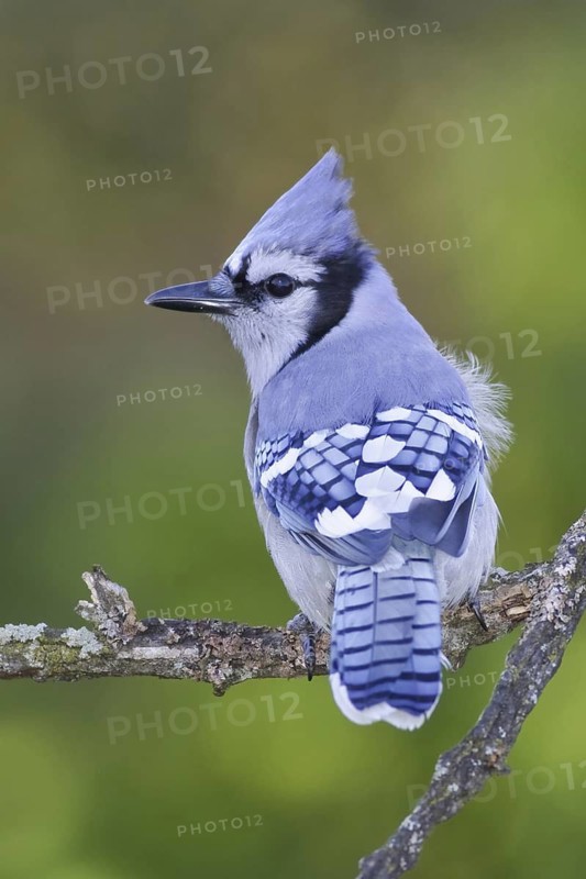 Blue Jay (Cyanocitta cristata), Ontario, Canada